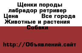 Щенки породы лабрадор ретривер › Цена ­ 8 000 - Все города Животные и растения » Собаки   